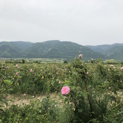 Famous Bulgarian Rose Valley